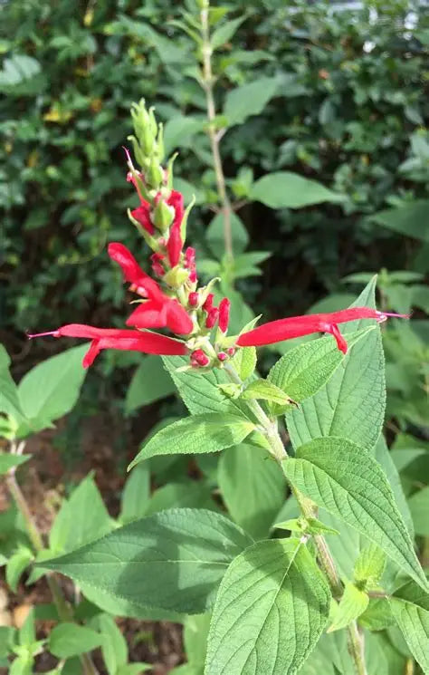 Pineapple Sage