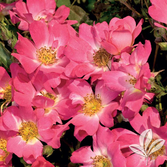 Rose Drift Dwarf Pink and Gold