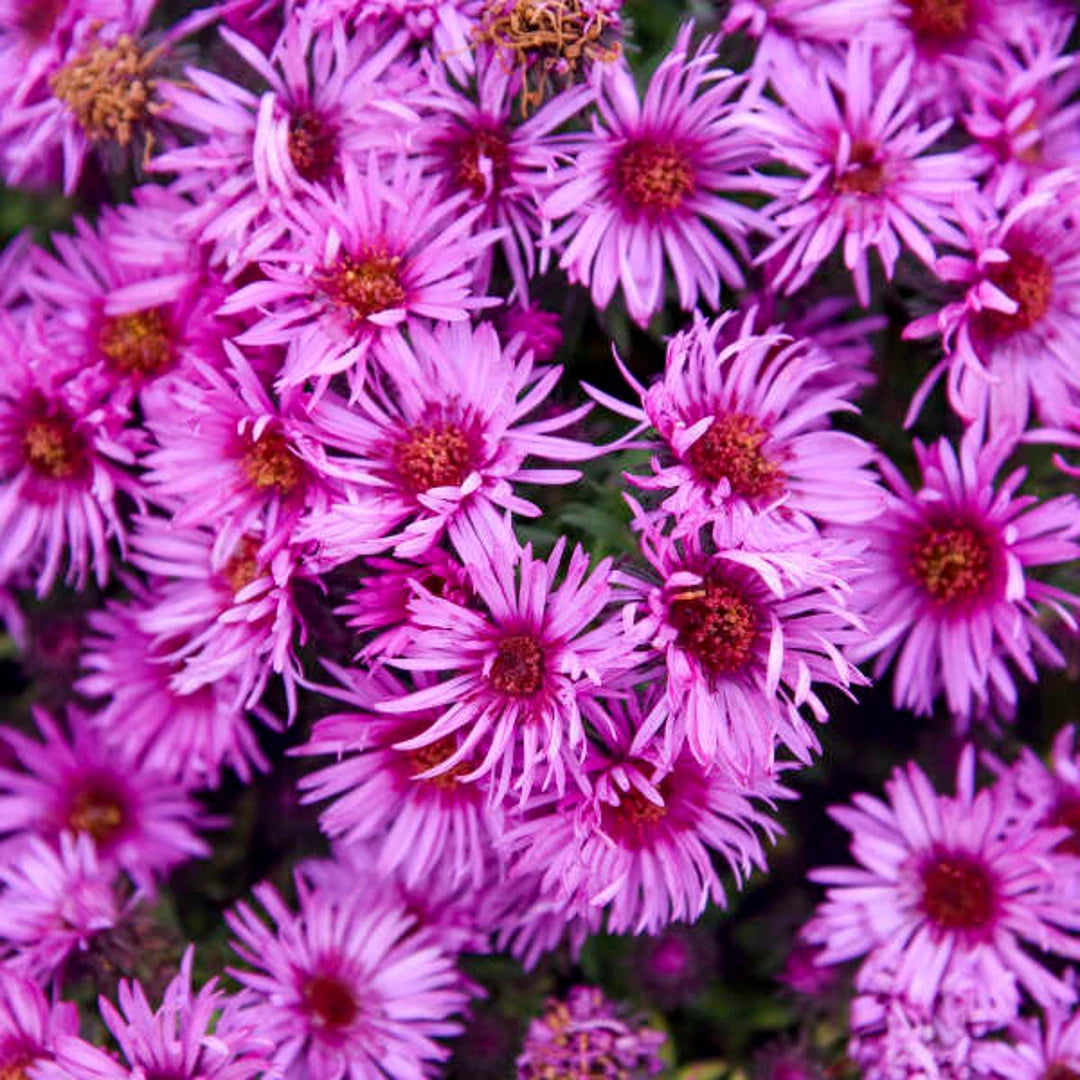 Aster-Pink Crush