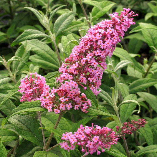 Buddleia Bush Pink Delight