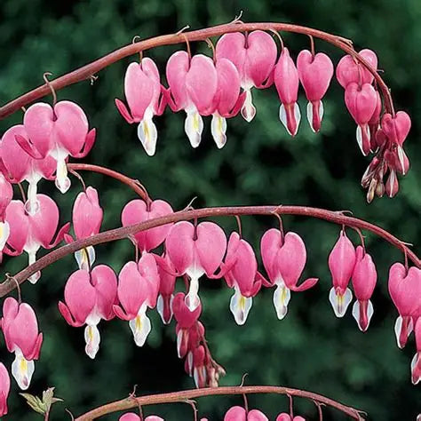Dicentra Bleeding Heart Pink