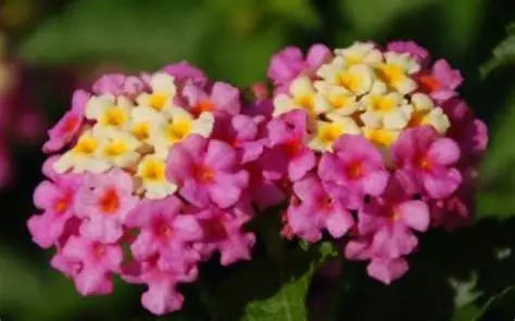 Lantana Pink Huff