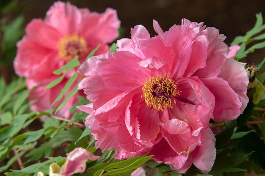 Peony Pink Itoh