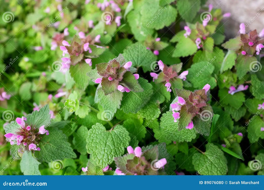 Lamium-Dead Nettle Nancy