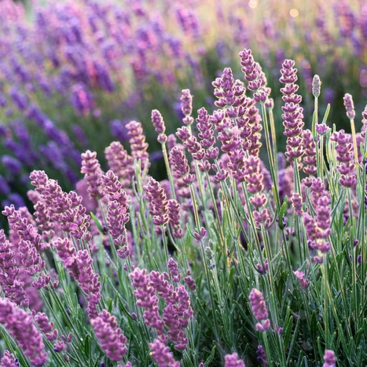 Lavender Pink