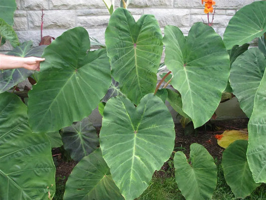 Colocasia Ruffles Pink
