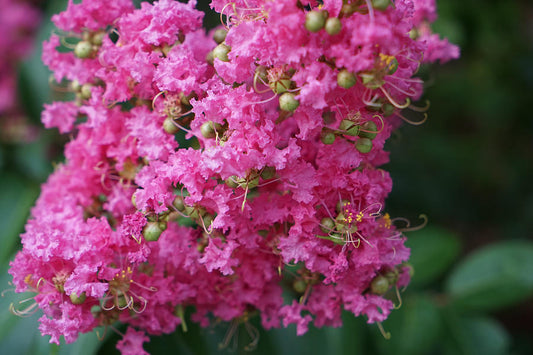 Pink Ruffles Crape Myrtle