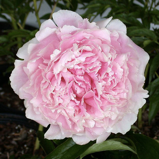 Peony Pink Sarah Bernhardt