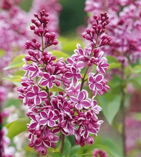 Pink Sensation Lilac
