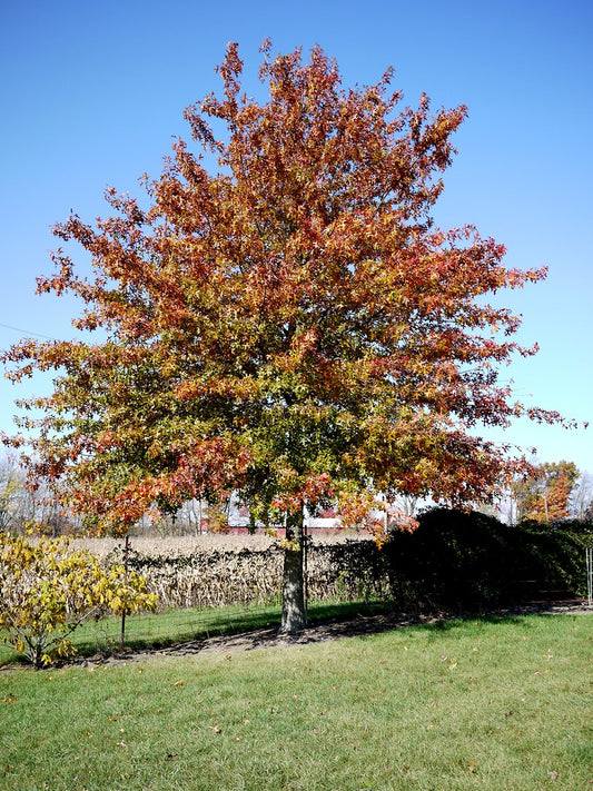 Pin Oak