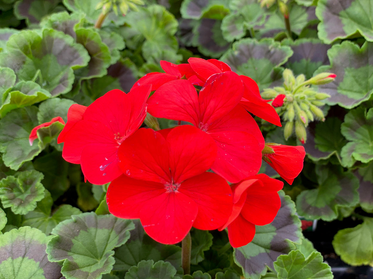 Pinot Geranium Geranium Pinto Scarlet – Verona Caney Gardens