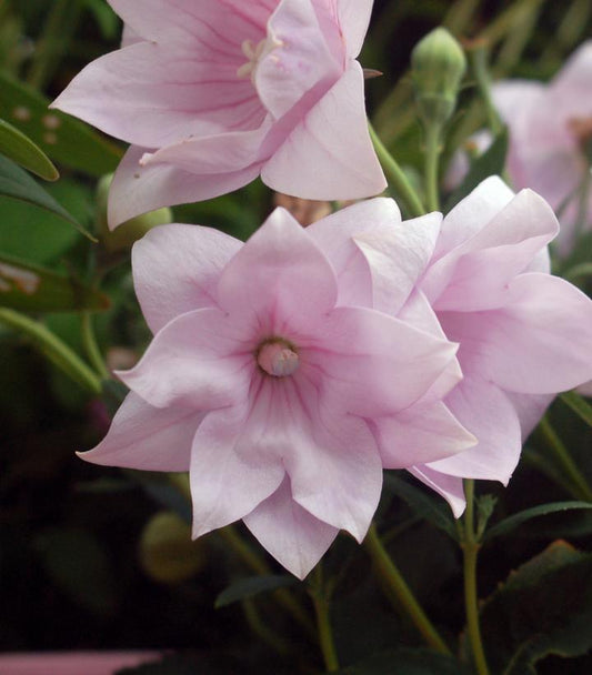 Platycodon Astra Double Pink