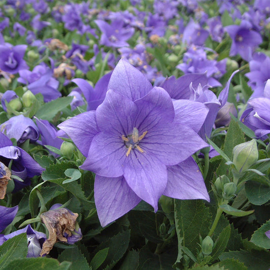 Platycodon Double Blue