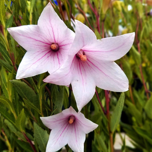 Platycodon Fuji Pink