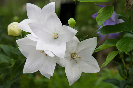 Platycodon Fuji White