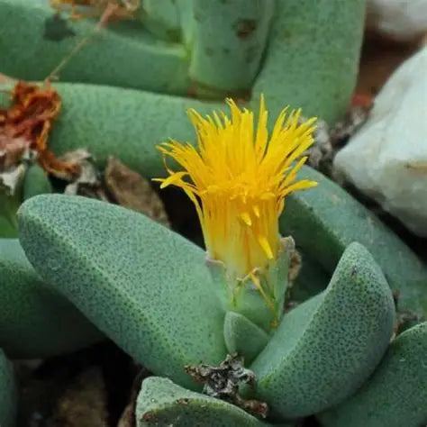 Pleiospilos Rock Plant