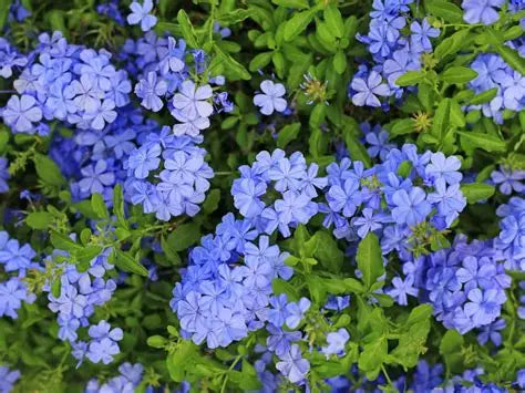Plumbago