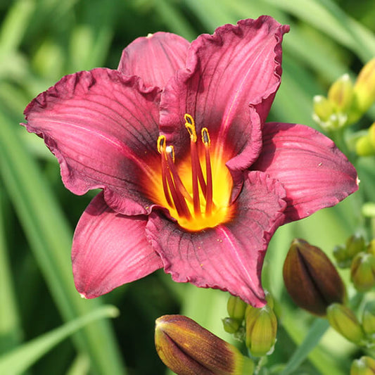 Daylily Plum Perfect