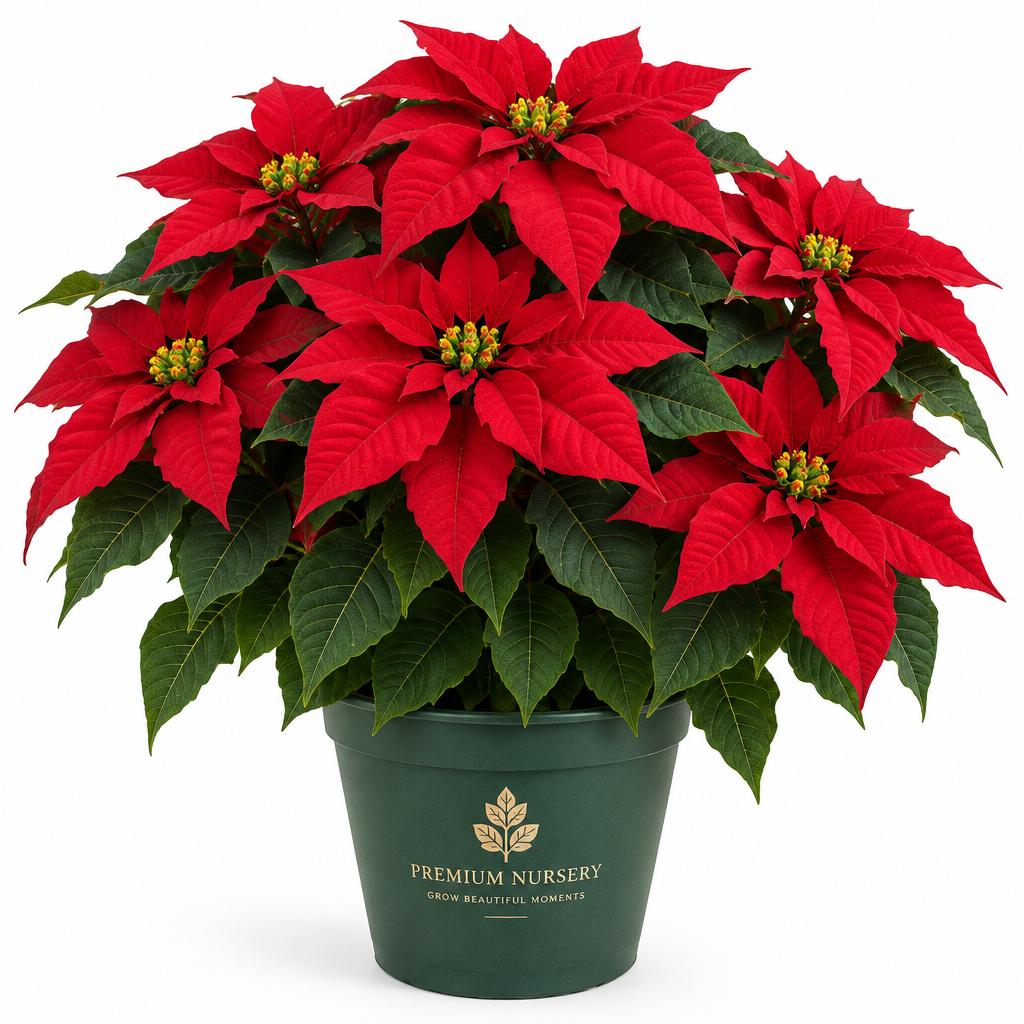 Poinsettia Large Red