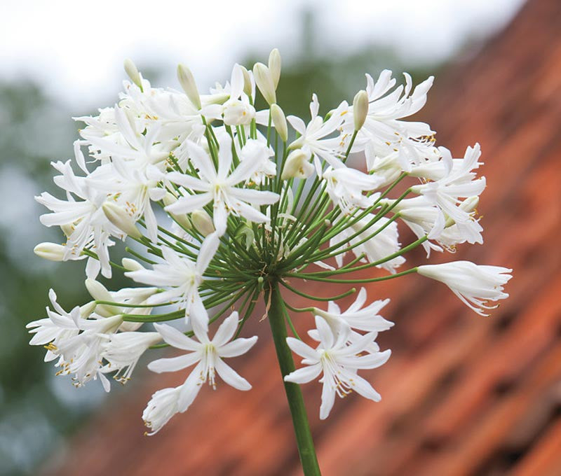 Agapanthus Polar Ice