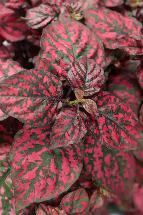Hypoestes Polka-dot-Red