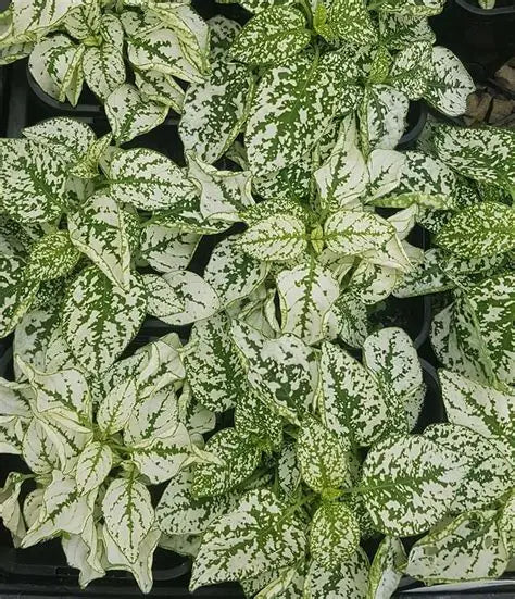 Hypoestes Polka-dot-White
