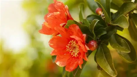 Flowering Pomegranate