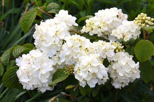 Viburnum Popcorn