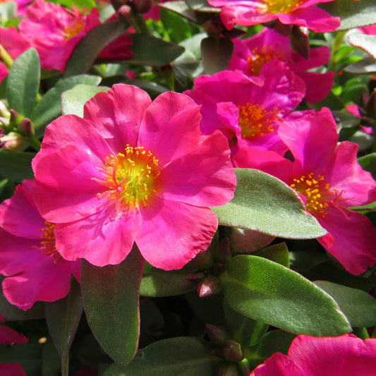 Portulaca Fuchsia