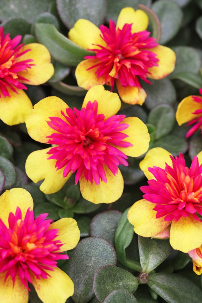 Portulaca Sea Double Guava