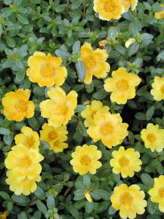 Portulaca Yellow