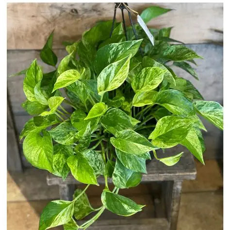 Pothos Marble Queen Basket