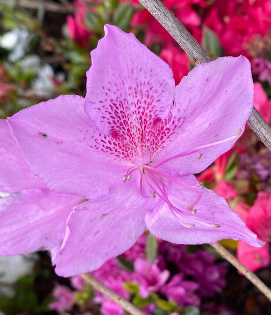 Azalea Poukhanese Purple