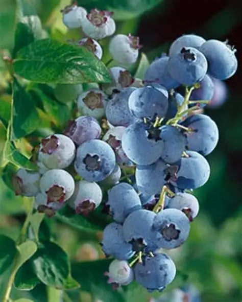 Powder Blue Blueberry