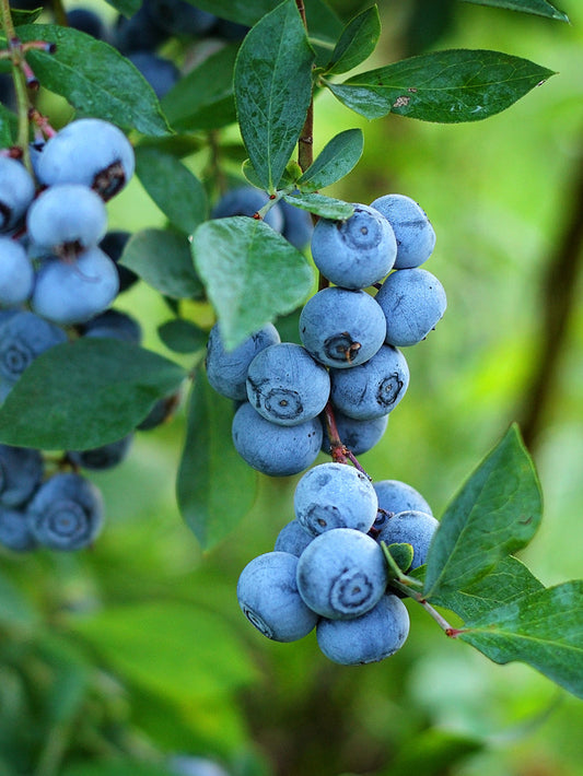 Premier Blue Blueberry