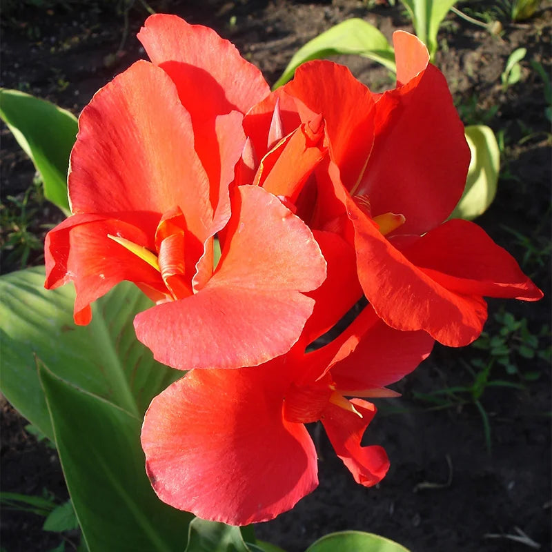 Canna Lily President