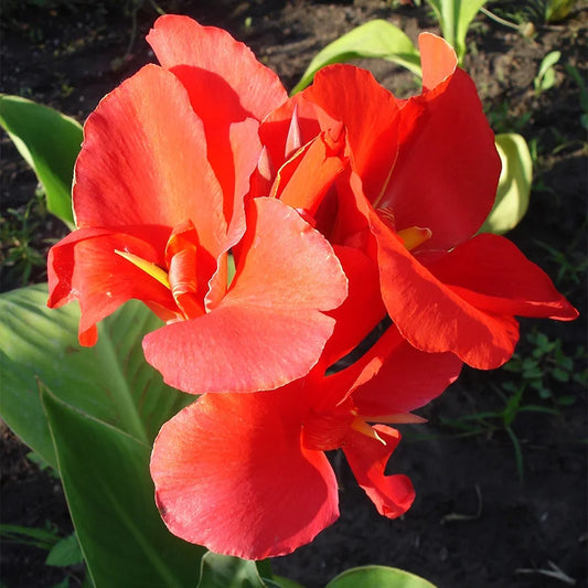 Canna Lily President