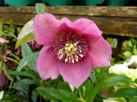 Helleborus-Pretty Ellen Pink