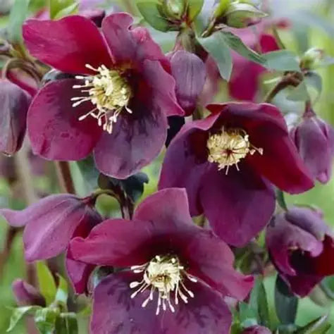 Helleborus-Pretty Ellen Purple