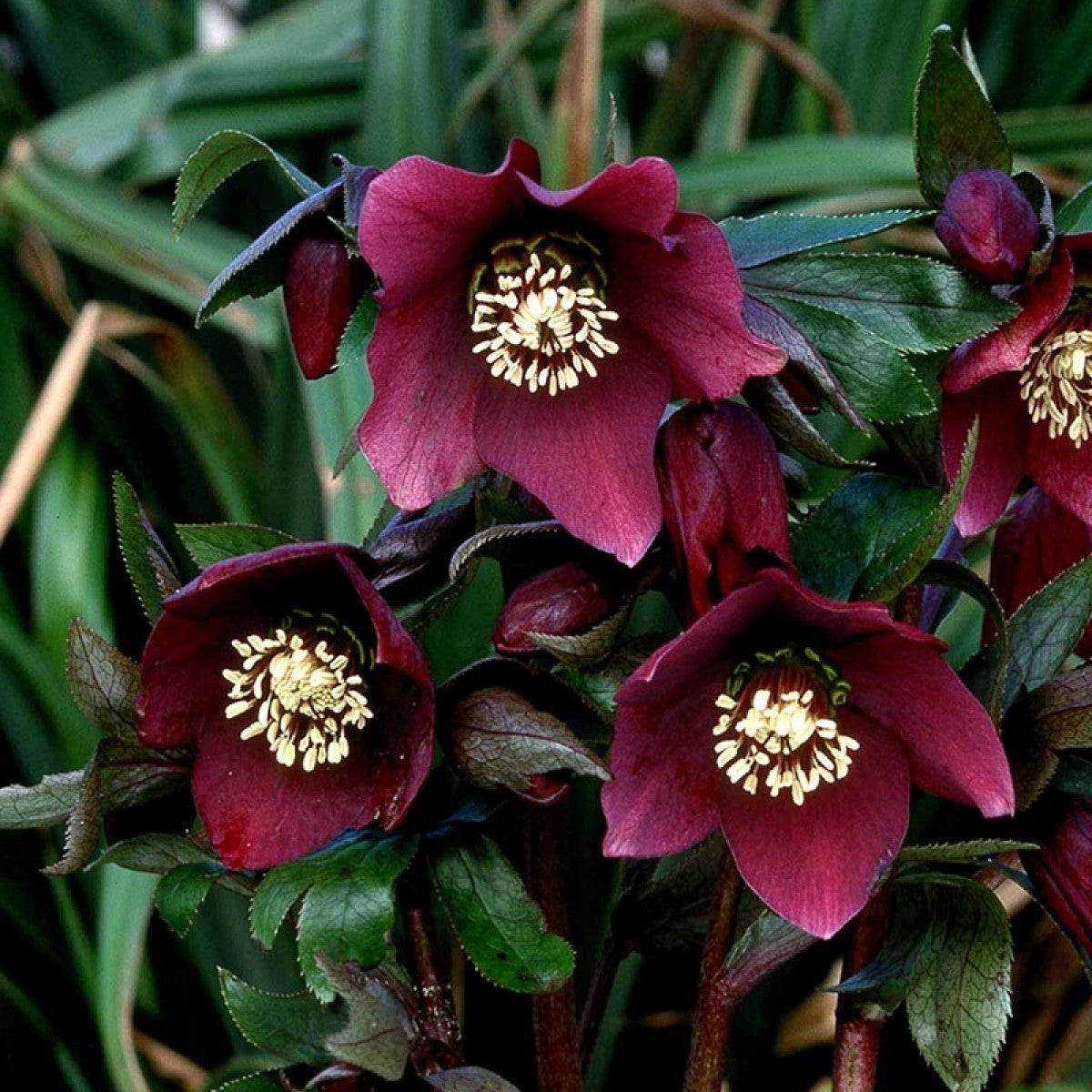 Helleborus-Pretty Ellen Red