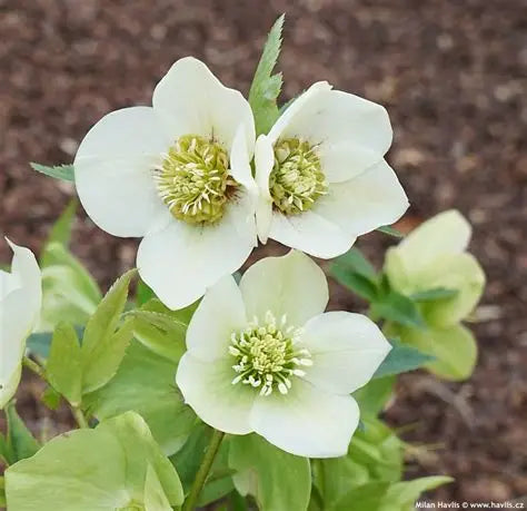Helleborus-Pretty Ellen White