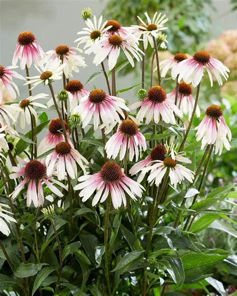 Echinacea-Pretty Parasols