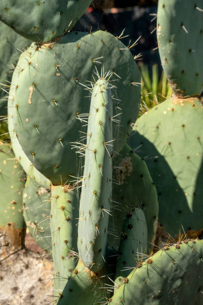 Giant Prickly Cactus