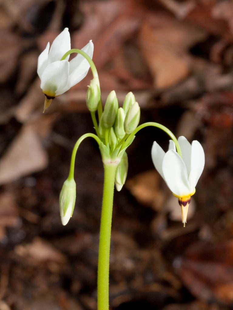 Primula Shooting Star