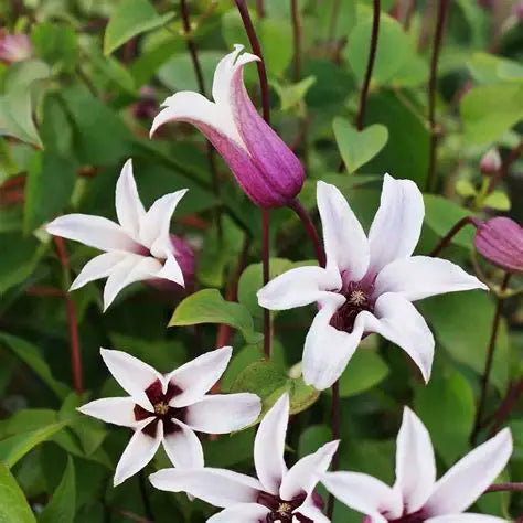 Clematis Princess Kate