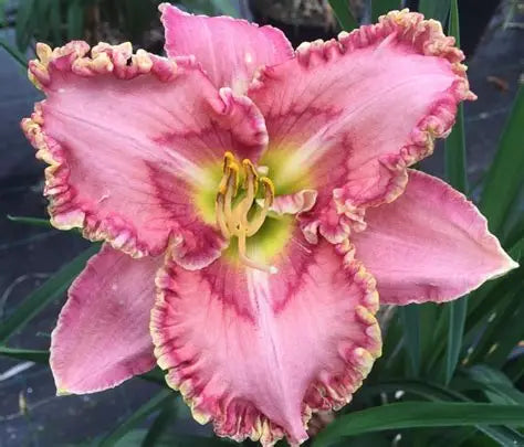 Daylily Princess Tutu