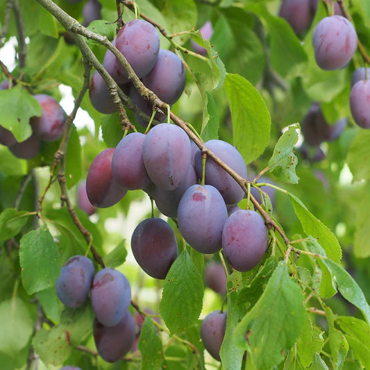Purple Beauty Plum