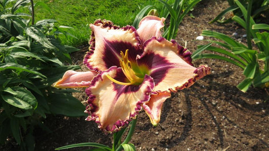 Daylily Purple Flame