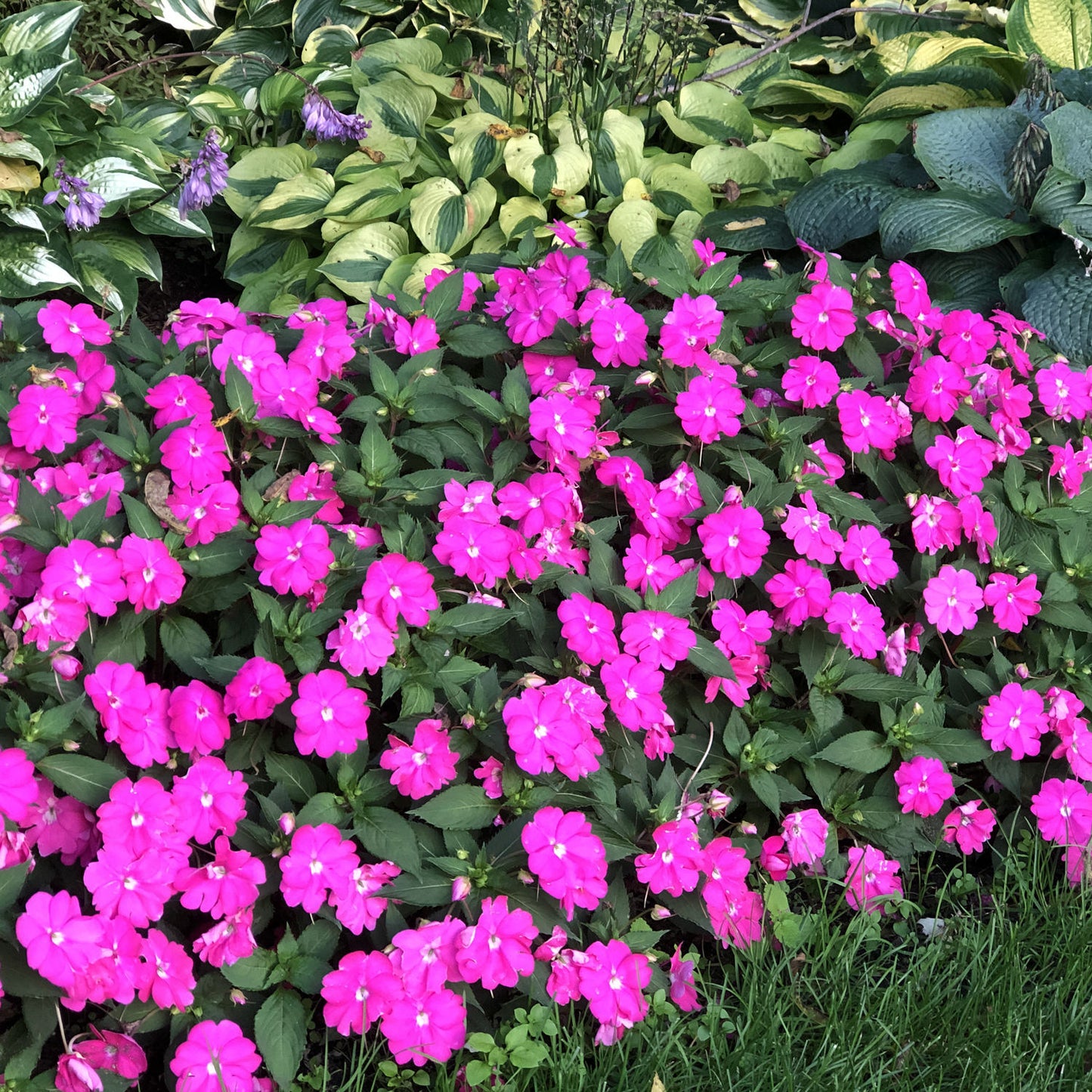 Impatiens Beacon Purple