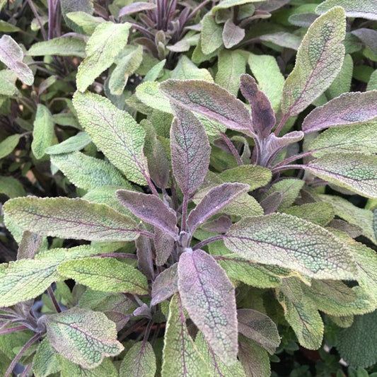 Purple Sage